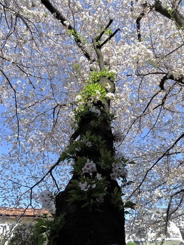 面白い桜の木です 散歩道